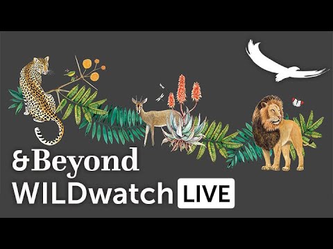 WILDwatch Live  22 January 2021  Afternoon Safari  South Africa