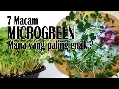 Video: Jenis Sayur-sayuran Mini Yang Paling Sedap