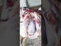 كوارع ماعز