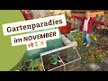 Was jetzt noch wächst &amp; blüht im Novembergarten 🌿Gartenrundgang
