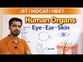 Human Organs (Eye, Ear, Skin) – Quick Revision 🔥| Important Points for JST| MDCAT & NEET | Explained