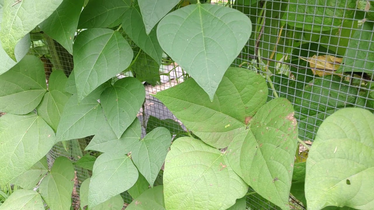 Beans Beans. The musical fruit... YouTube