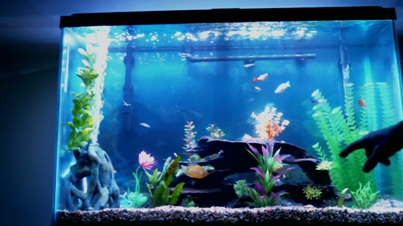 Aquarium Setup, 45 Gallon - Youtube