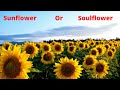 Sunflower or soulflower  motivational in gujarati  only motivation 1552