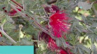 Springtime gardening tips for Arizona and the Southwest