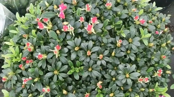 給杜鵑花施肥，不注意這3點，不死也半傷 - 天天要聞