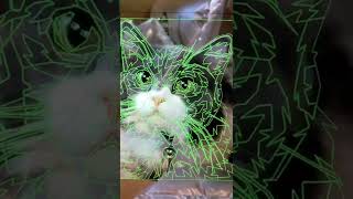Custom Pet Portraits - The Creation Process