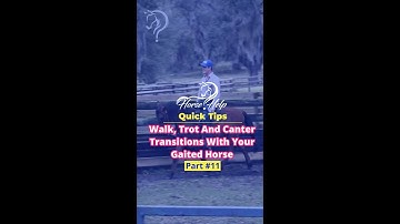 Walk, Trot And Canter Transitions With Your Gaited Horse! Part 11! | The Horse Guru-Michael Gascon