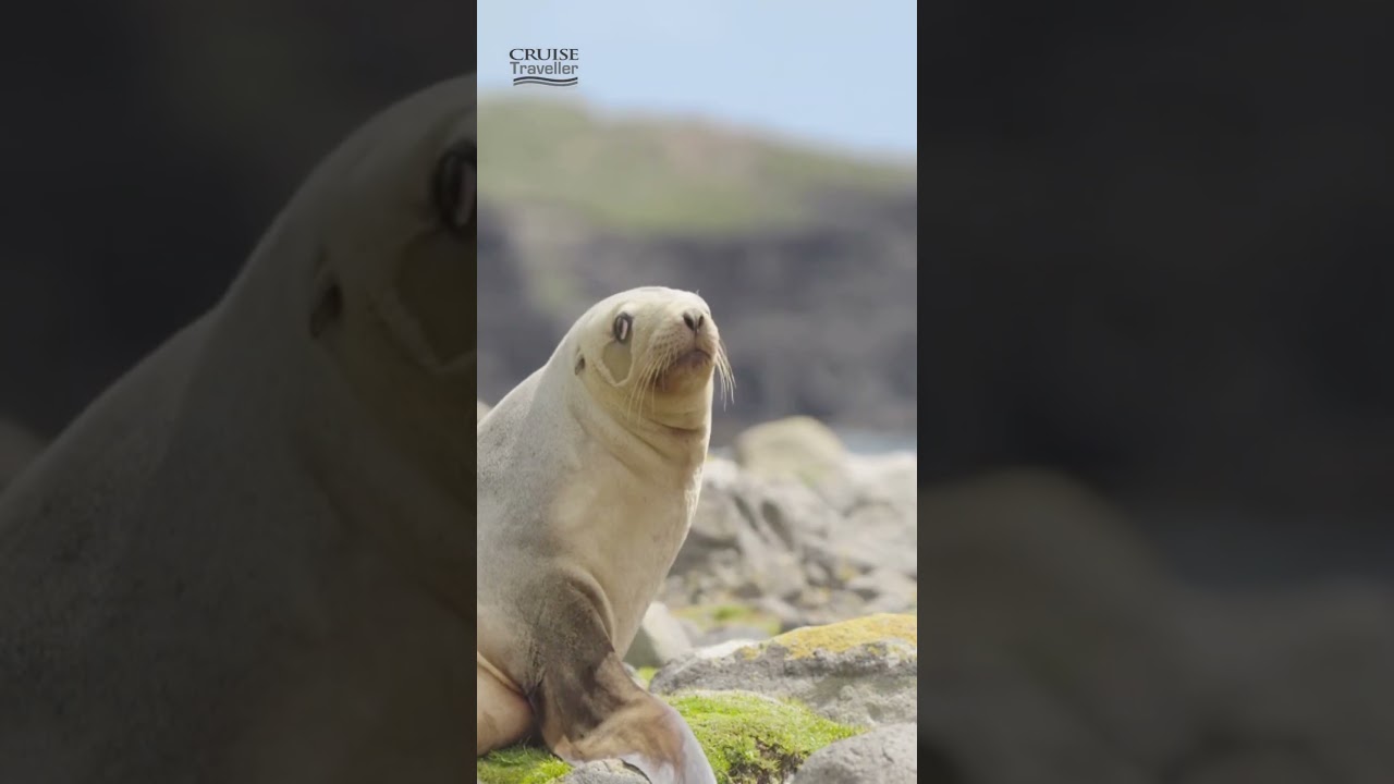 CT   Heritage Expeditions   SubAntarctics   Galapagos of the Southern Oceans 30 sec CT CTA   reel