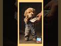 This Little Dog Worked Alone.💔The Saddest Puppy Story on the Internet#shorts # usa army # usa shorts