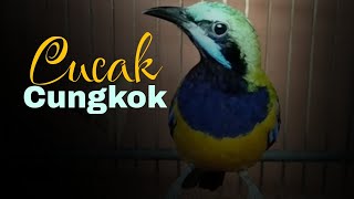 Cucak cungkok rasa kuntilanak