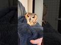 #birds #animals #owlgaru #cute #癒し #フクロウ #フクロウのいる暮らし #かわいい