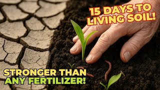Forget Compost, This Make Dead Soil ALIVE in 15 Days – No Fertilizer Can Beat This!