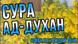СЛУШАТЬ КАЖДУЮ ПЯТНИЦУ - Сура Ад-Духан КРАСИВОЕ ЧТЕНИЕ - КОРАН ДЛЯ ПРОЩЕНИЯ ГРЕХОВ