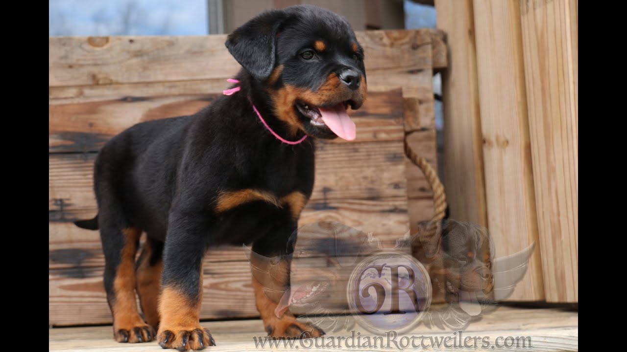 Guardian Rottweilers- Guardian Umeko von Gottschalk - YouTube