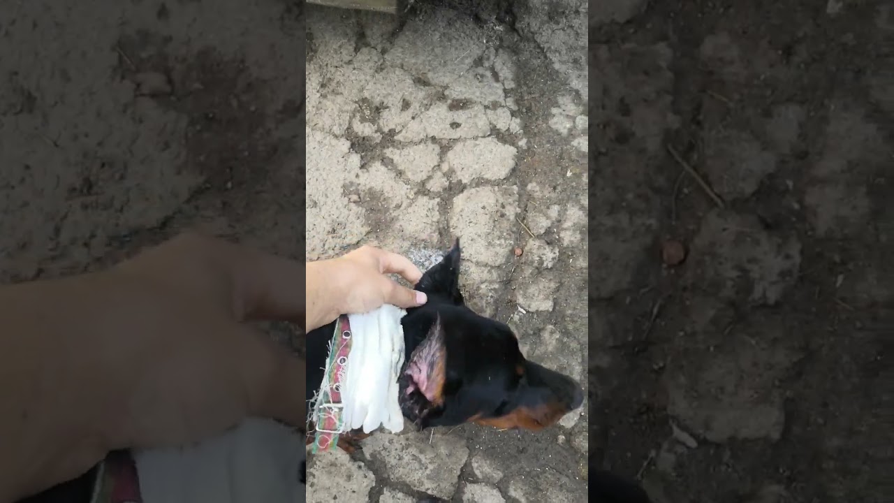 адаптационный период после купирование ушей добермана.