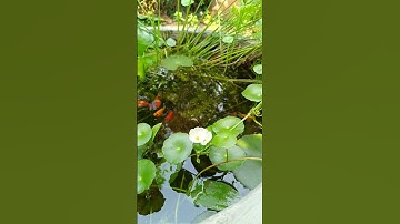 CÂY LAN NƯỚC VAR NỞ HOA GẦN RAU MÁ ĐỒNG TIỀN TRONG HỒ XI MĂNG NUÔI CÁ