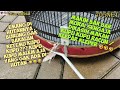 Mengungkap Fakta Apakah Burung Mati Makan Kupu Kupu Kleper Mp3 - Mp4 Download