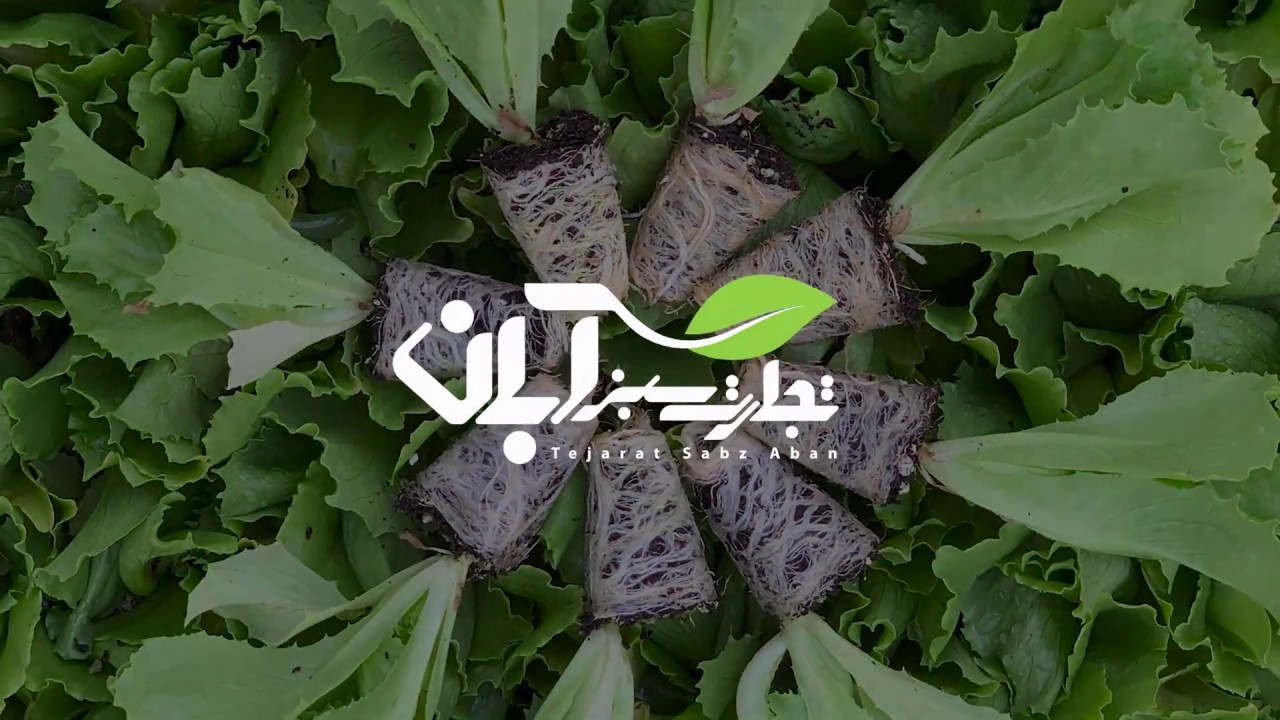 مراحل تولید نشاء: نحوه تولید و نگهداری نشاء - YouTube