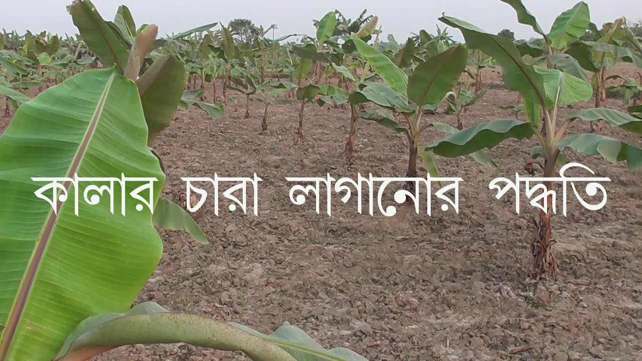 banana-plantation-techniques-agriculture-helper