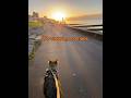 Calm beach walk with my reactive German Shepherd 🐺#shorts #germanshepherd #reactivedoglife