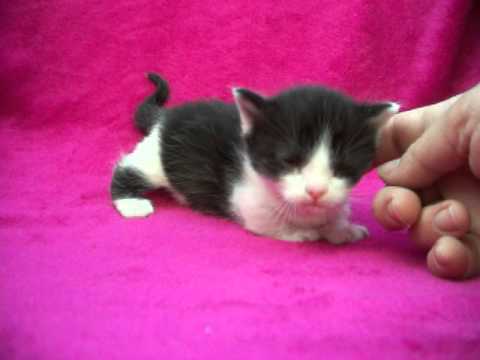 black and white munchkin kitten