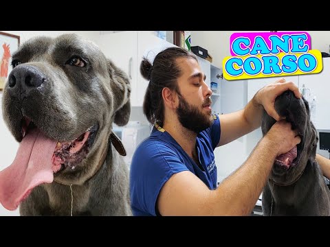 Video: Köpek Sahipliğinin Gelişen Zorluğu - Günlük Veteriner