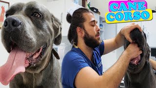 CANE CORSO MOJO! Hangi Irk Köpekler Tehlikelidir? #TheVet