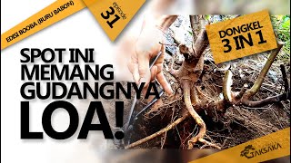 BERBURU BAHAN BONSAI LOA (FICUS RACEMOSA) DI SPOT ISTIMEWA - TAKSAKA BONSAI CHANNEL EDISI BOOBA #31