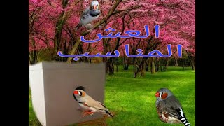 العش المناسب لطيور الزيبرا