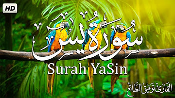 سورة  يس ( كاملة ) تلاوة هادئة مريحة للنفس 💚| القارئ توفيق الطائع| Surah Ya-Sin