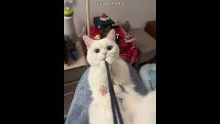 你不是很喜欢抢我绳子吗？小猫 铲屎官的乐趣 小猫咪能有什么坏心思 绳结