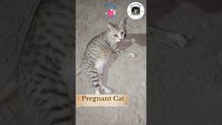 Pregnant Cat Sign  Cat Pregnancy Time pregnant cat shorts thecatsand
