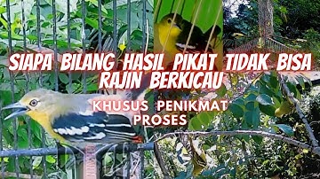 Tips Dari Hasil Mikat Sampai Burung Sirtu Rajin Berkicau