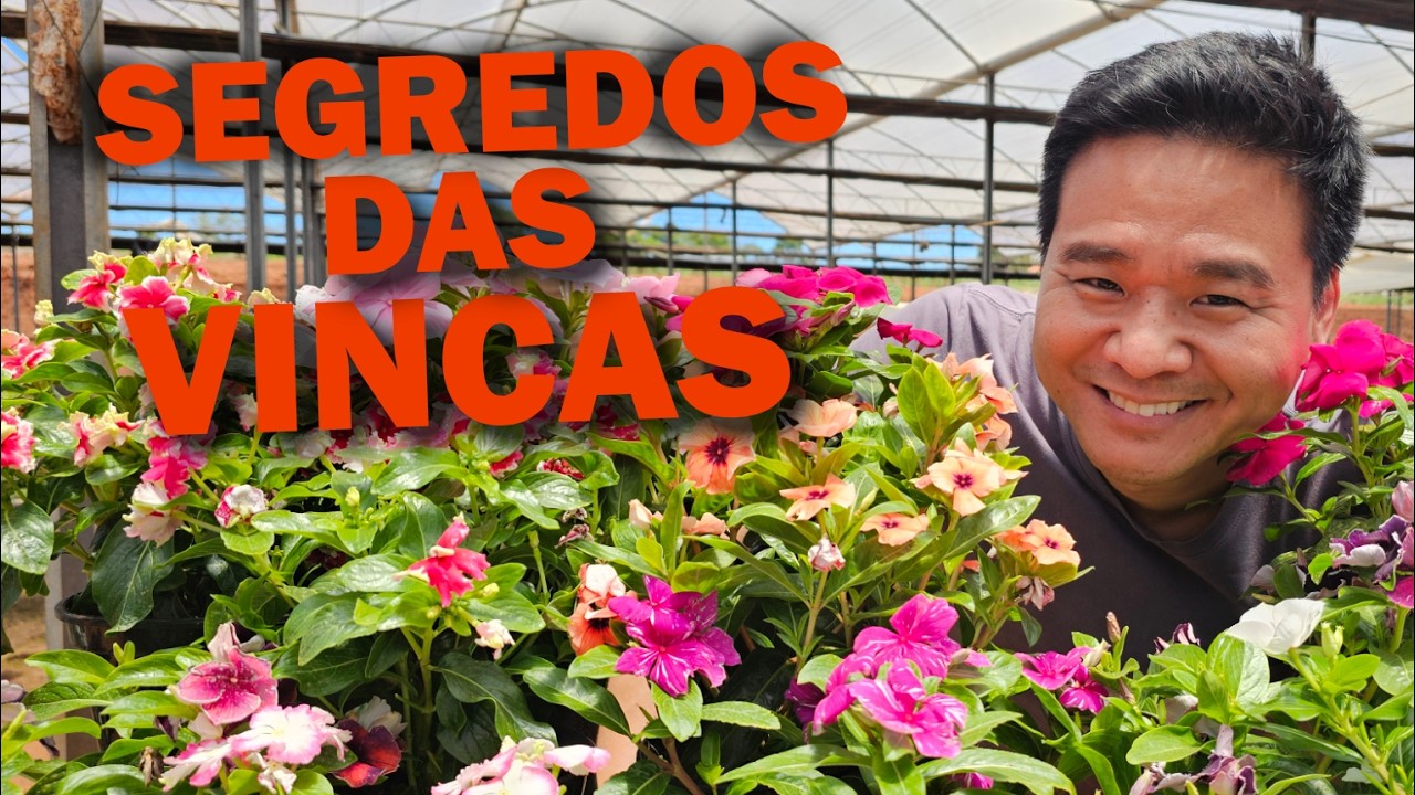 Como cultivar as Vincas.