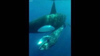 The Killer Whale Hunting Humpback Whale🐋#orca