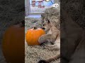 Orphaned Mountain Lion Paws at Pumpkin