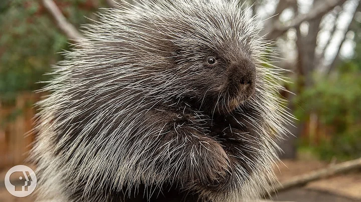 Porcupines Give You 30,000 Reasons to Back Off | D...