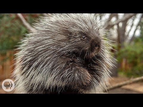 Video: Porcupine: where he lives, what he eats, how he reproduces