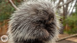 Porcupines Give You 30,000 Reasons to Back Off | Deep Look