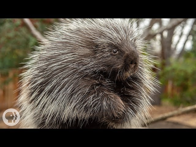 Porcupine  Shower Hair Accessory (@your.porcupine) • Instagram photos and  videos