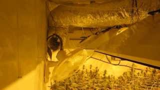 Flowering Room