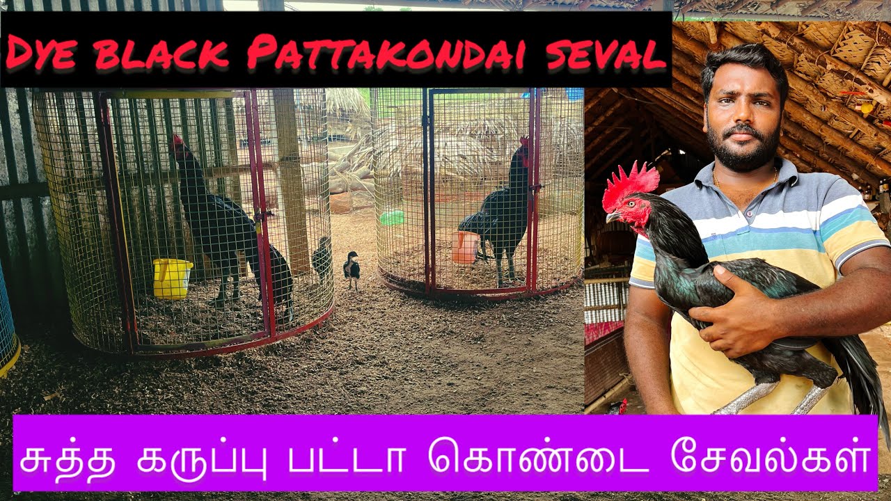 🖤💯 சுத்த கருப்பு பட்டா கொண்டை புதிய பிரிடிங் சேவல்கள்💥🖤DYE BLACK PATTAKONDAI BREEDERS💥🖤NFS🙏