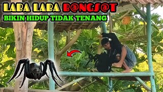 Laba Laba Tak Ada Akhlak || Prank Terlucu Paling Ngakak 🤣🤣 || Funniest Crocodile Prank