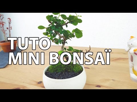 Vidéo: Qu'est-ce que le bonsaï ? Comment faire pousser un arbre miniature à la maison ?