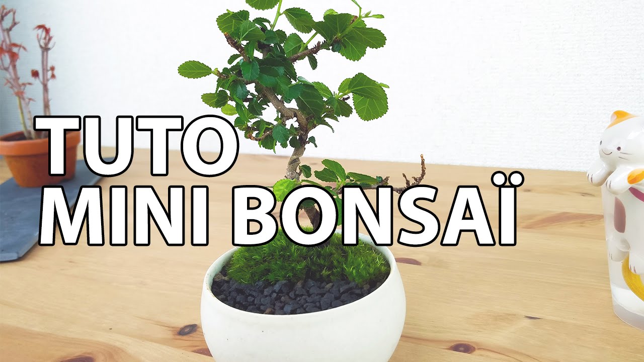 Jardinage : créez un bonsaï vous-même
