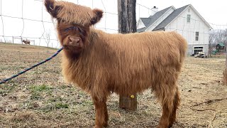 Halter Training - Highland Calf’s Halter Training Practice With Highland Cattle