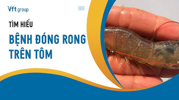 Hiện tượng đóng rong trên tôm: Cách ngăn chặn và xử lý