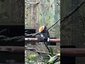 A toucan grooming #shorts