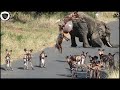 14 Brutal Wild Dog Attack On Newborn Baby Elephant